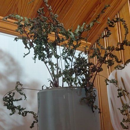 Photo of the plant species Common Thyme by @SilverySalad47 named Xena on Greg, the plant care app