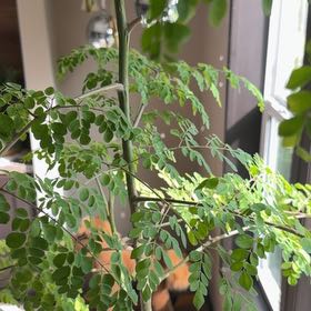 Photo of the plant species Benzoil Tree by @FunRosilla62 named Suzy on Greg, the plant care app