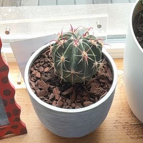Photo of the plant species Ferocactus histrix by @ChicGarlic1 named Bruce Lee on Greg, the plant care app
