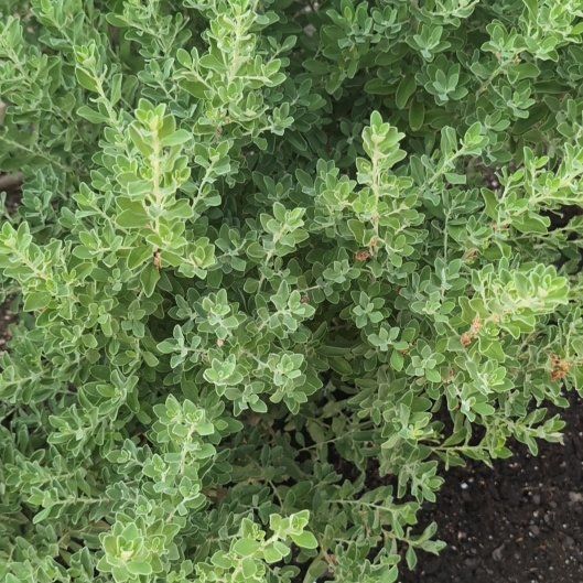 Photo of the plant species Texas Barometer Bush by @WholeGuepinia6 named Rainier on Greg, the plant care app