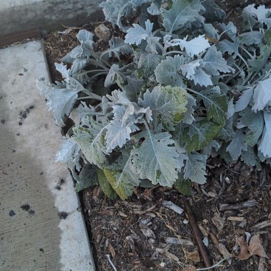 Photo of the plant species Silver Ragwort by @WholeGuepinia6 named Eva on Greg, the plant care app