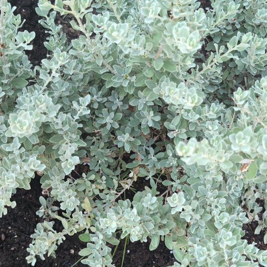 Photo of the plant species Texas Barometer Bush by @WholeGuepinia6 named Sproutacus on Greg, the plant care app