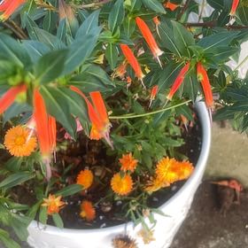 Photo of the plant species Marigold by @YardCoconut92 named LiloStitch on Greg, the plant care app