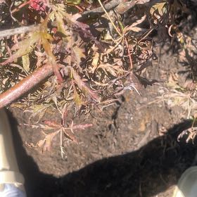 Photo of the plant species Japanese Maple by @YardCoconut92 named Miley on Greg, the plant care app