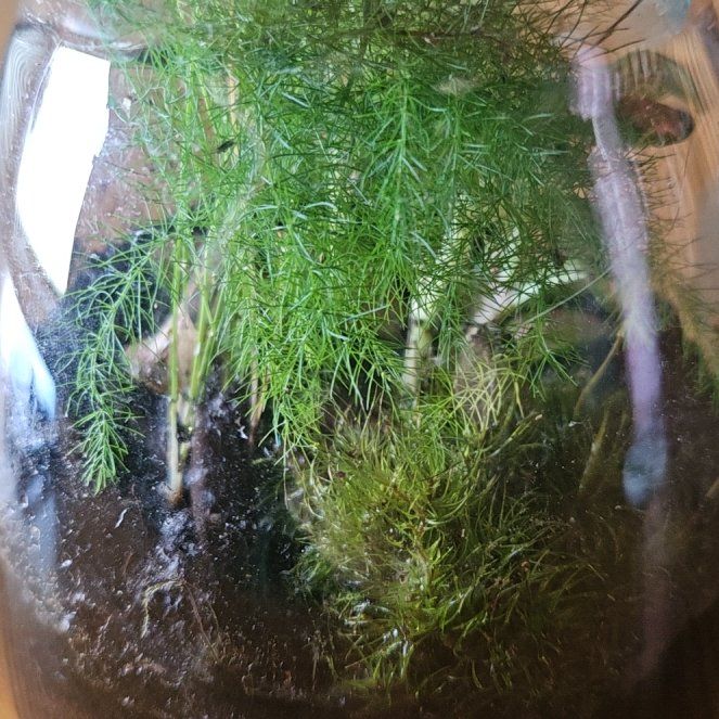 Photo of the plant species Dog Fennel by @ImpishMoss70 named Navajo on Greg, the plant care app