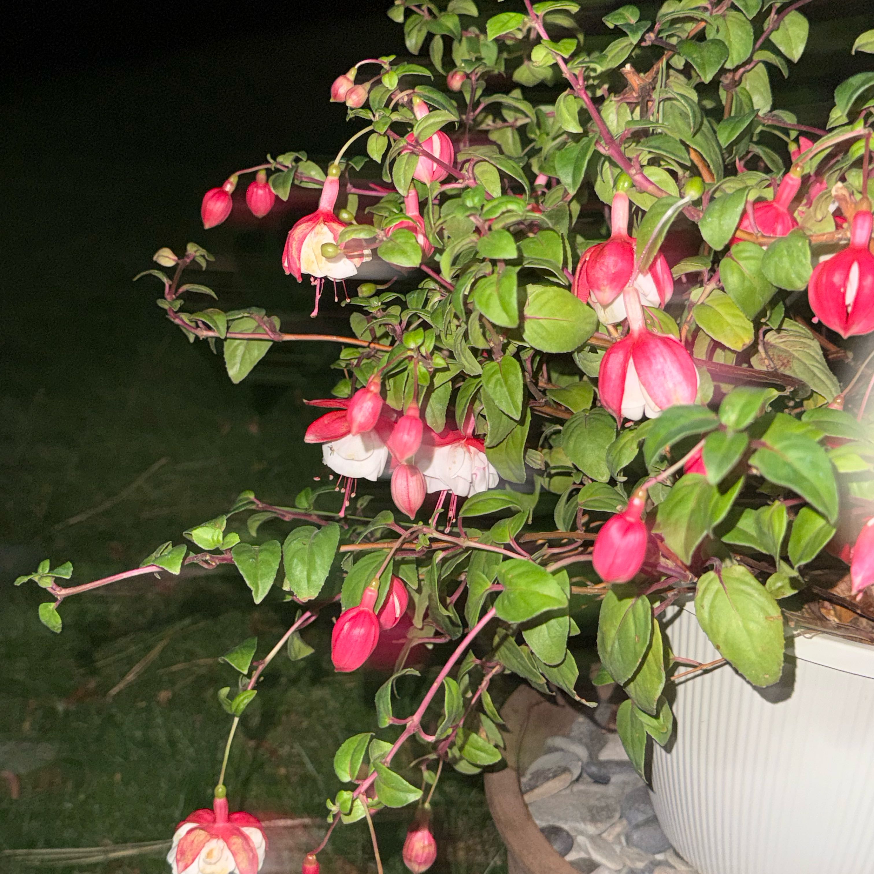 Photo of the plant species Hummingbird Fuchsia by @SlickDaboecia70 named Robert Plant on Greg, the plant care app