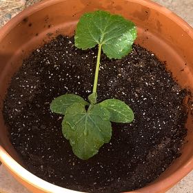 Photo of the plant species Summer Squash by @Nicolzzie named Squash on Greg, the plant care app