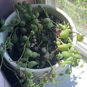 Photo of the plant species String of Tears by @StackedDuwei22 named Denali on Greg, the plant care app