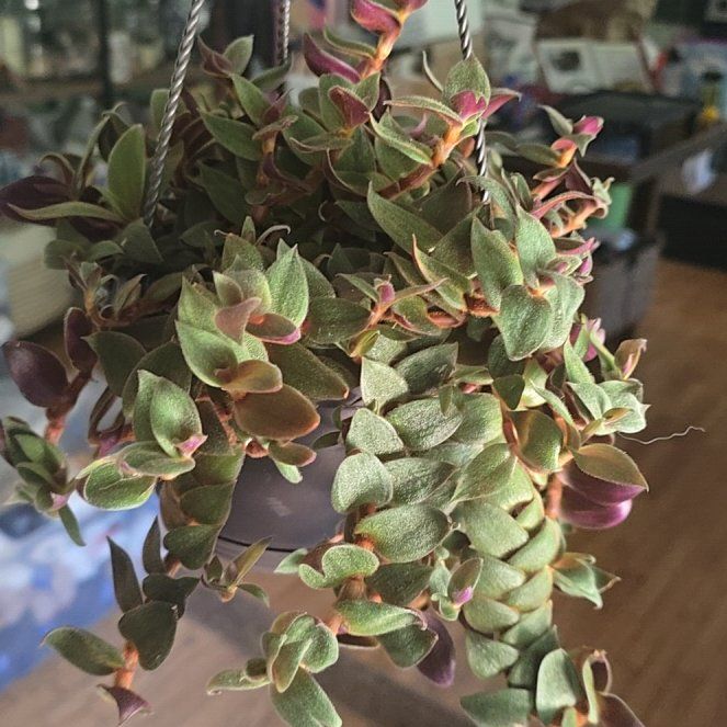 Photo of the plant species Teddy Bear Vine by @PetAmethius43 named Eva on Greg, the plant care app
