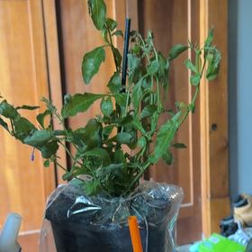Photo of the plant species Pomegranate by @TopTievine35 named Beyonce on Greg, the plant care app
