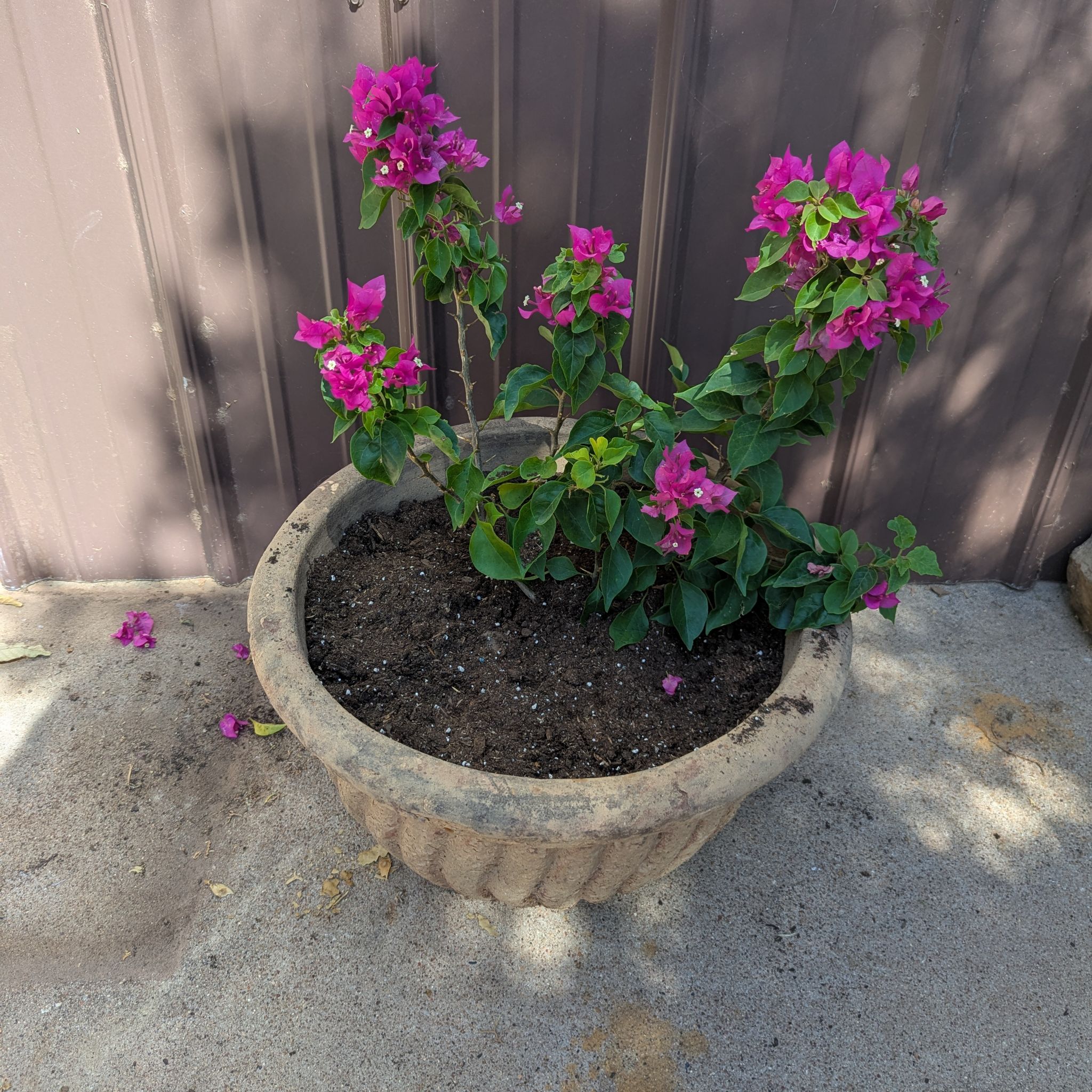 Photo of the plant species Bougainvillea 'Purple Princess' by @SportyLoquat13 named Sproutacus on Greg, the plant care app