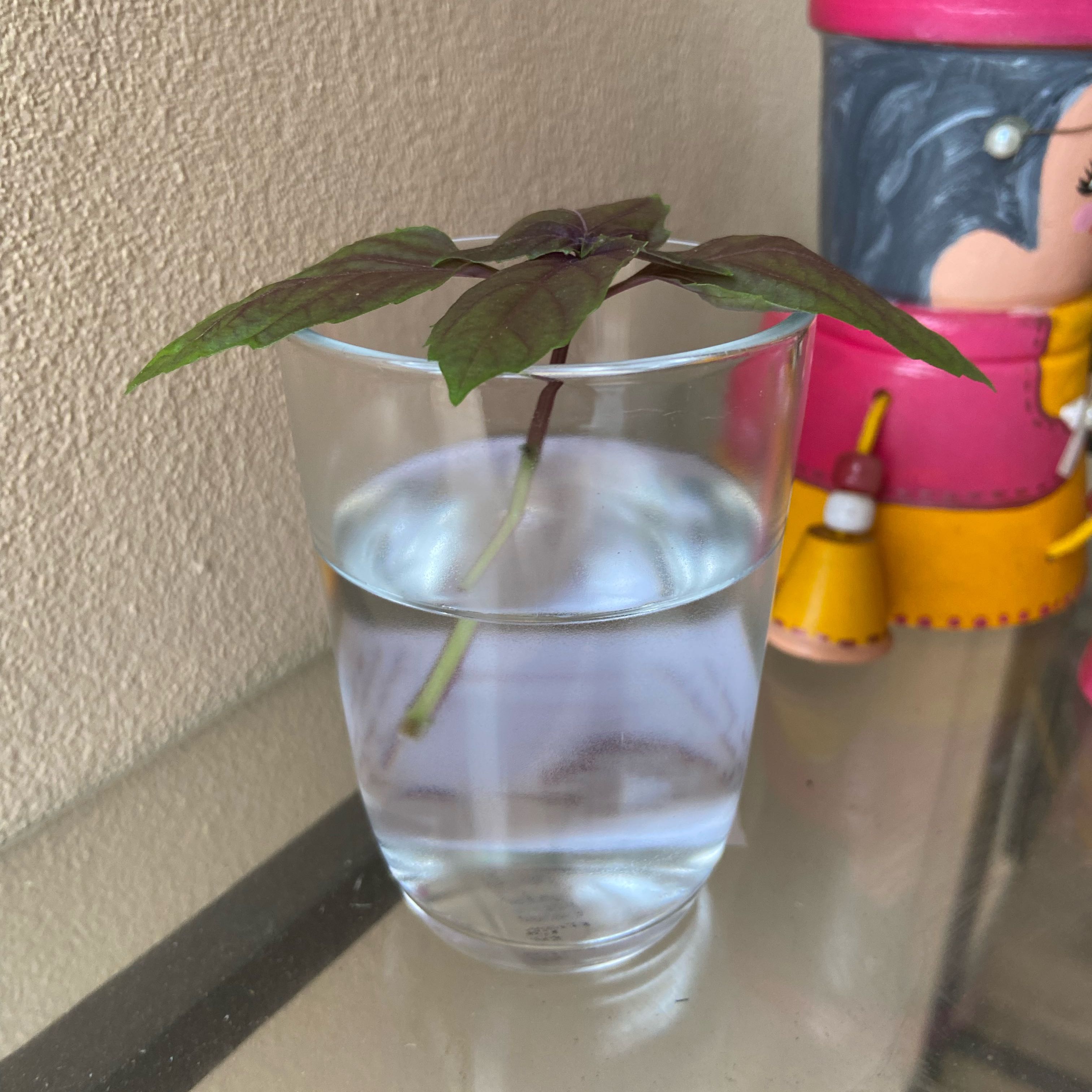 Photo of the plant species Purple Basil by @TopSoursop15 named Ravena on Greg, the plant care app