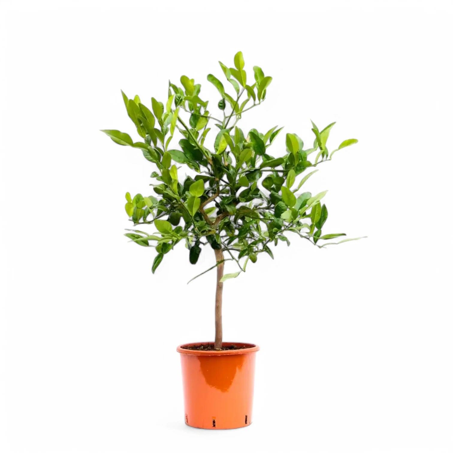 Photo of the plant species Makrut Lime by @annesdfghjkl named Krüt on Greg, the plant care app