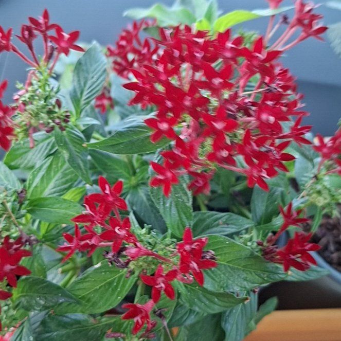 Photo of the plant species Egyptian Starcluster by @JoysomeCostmary named Xena on Greg, the plant care app