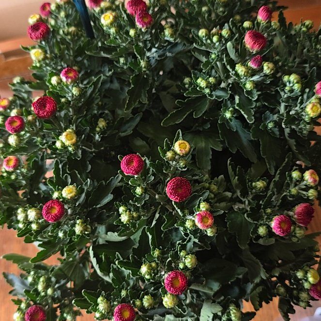 Photo of the plant species Giant Crego Aster by @PrincelyMakole named Mollie on Greg, the plant care app