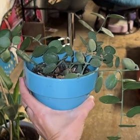 Photo of the plant species Silver Dollar Tree by @UpbeatOregano12 named Sonora on Greg, the plant care app
