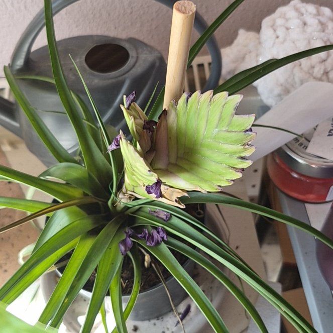 Photo of the plant species Pink Quill by @AbundantFord named Robert Plant on Greg, the plant care app