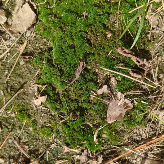 Photo of the plant species Broom Forkmoss by @SlickSedum73 named LiloStitch on Greg, the plant care app