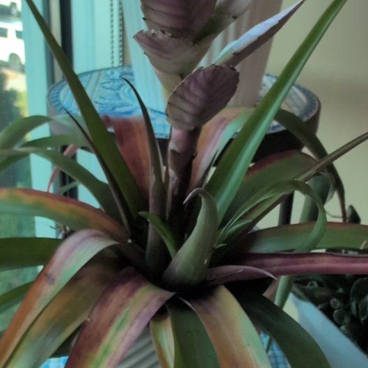 Photo of the plant species Pink Quill by @FancierFlax29 named Quill Smith on Greg, the plant care app