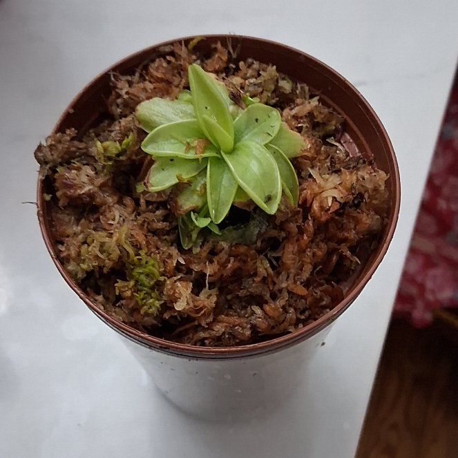 Photo of the plant species Common Butterwort by @CoolCoralbell22 named Captain Plant-it on Greg, the plant care app