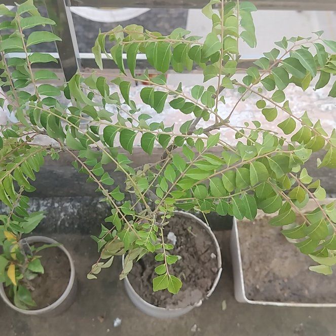 Photo of the plant species Curry Tree by @CasualRedpine99 named Tolkien on Greg, the plant care app