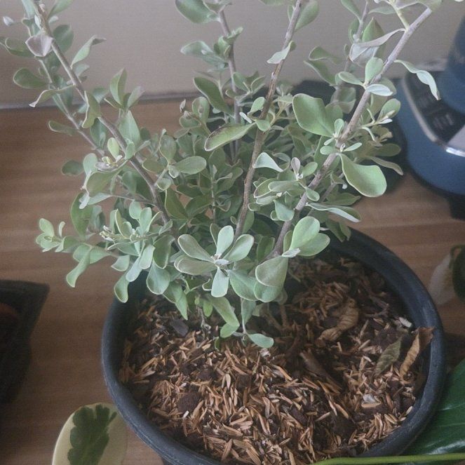 Photo of the plant species Texas Barometer Bush by @PeppyMira67 named Harmony on Greg, the plant care app