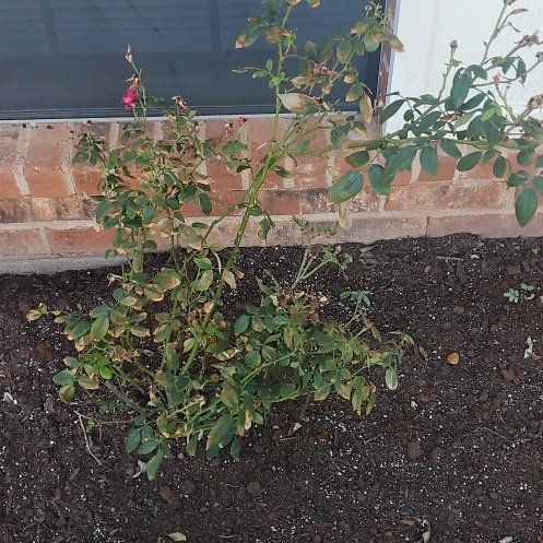 Photo of the plant species Dog Rose by @WinPawpaw95 named Peter Parker on Greg, the plant care app