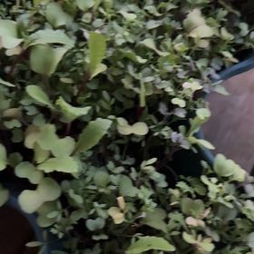 Photo of the plant species Burpee's Microgreens Mix by @Carlyallison named Harper on Greg, the plant care app