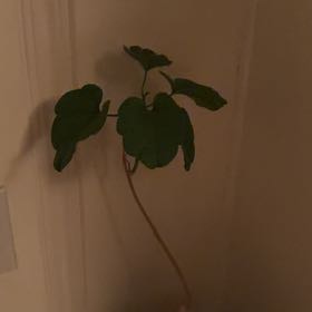 Photo of the plant species Brown Turkey Fig by @FunWhitefir27 named Darwin on Greg, the plant care app