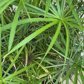 Photo of the plant species Umbrella Papyrus by @VigorousKowhai8 named McKinley on Greg, the plant care app