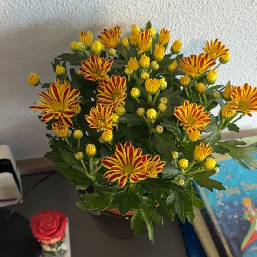 Photo of the plant species Giant Crego Aster by @linogabriel_c named Miley on Greg, the plant care app