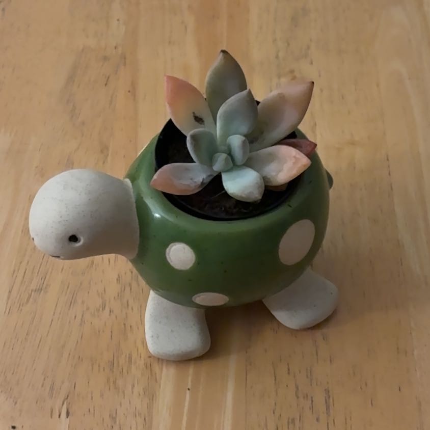 Photo of the plant species Graptoveria 'Opalina' by @RootedAnacua82 named Gregasaurus on Greg, the plant care app
