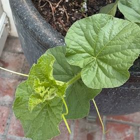 Photo of the plant species Melon by @SpotonAcajou76 named Eva on Greg, the plant care app