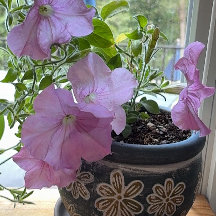 Photo of the plant species Petunia by @AbleVaseplant72 named Tree Diddy on Greg, the plant care app