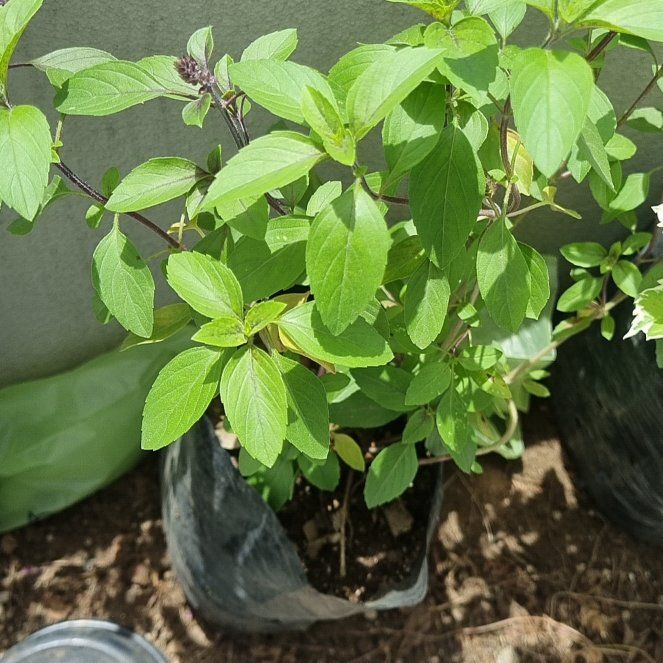 Photo of the plant species Holy Basil (Tulsi) by @nesskap named Maya on Greg, the plant care app