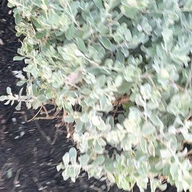 Photo of the plant species Texas Barometer Bush by @AceGuepinia11 named Einstein on Greg, the plant care app