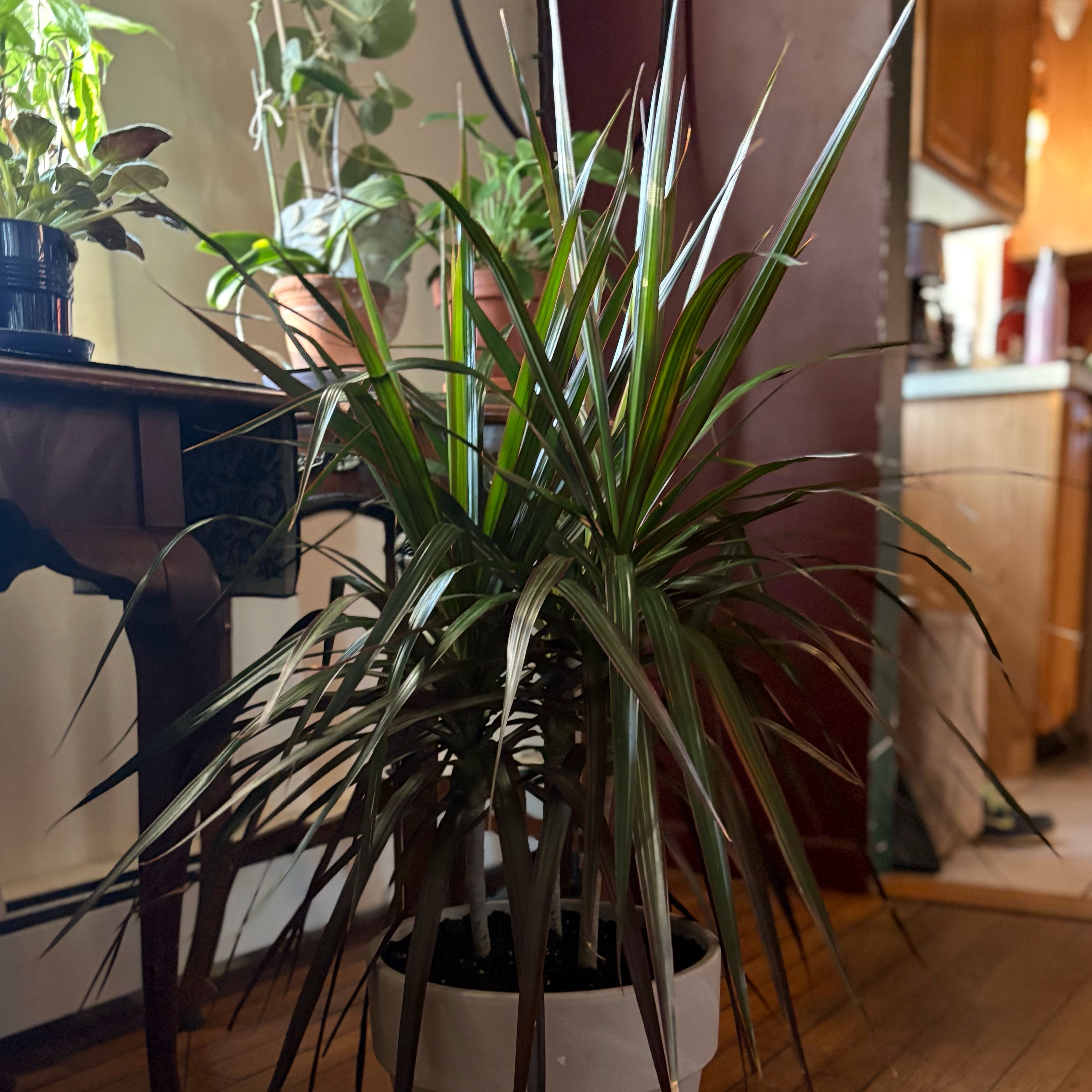 Photo of the plant species Dragon Tree by @RitaV named Elvira on Greg, the plant care app