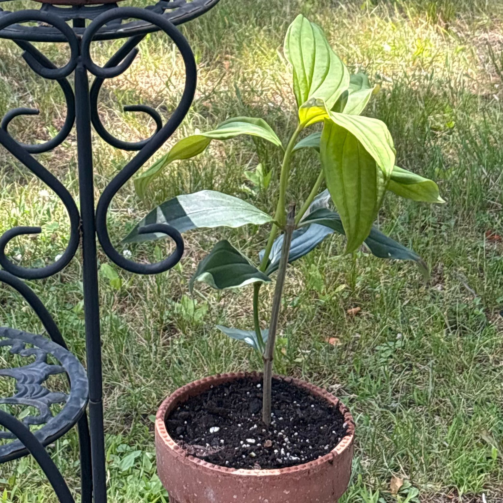 Photo of the plant species Medinilla Magnifica by @RitaV named Olivia de Havilland on Greg, the plant care app