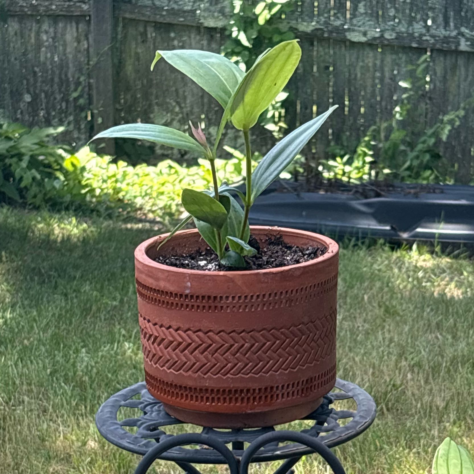 Photo of the plant species Medinilla Magnifica by @RitaV named Joan Fontaine on Greg, the plant care app