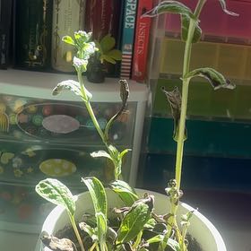 Photo of the plant species Chinese Forget-Me-Not by @HeroPinetree79 named Walt on Greg, the plant care app