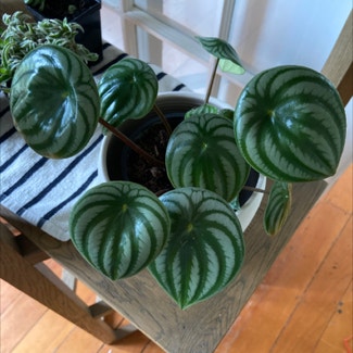 Watermelon Peperomia plant in Helensville, Auckland
