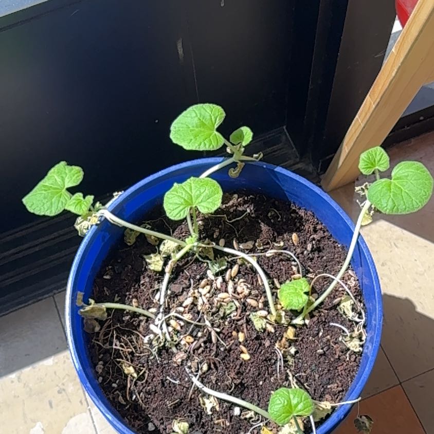Photo of the plant species Melon by @SavoryBoglaurel named Eva on Greg, the plant care app