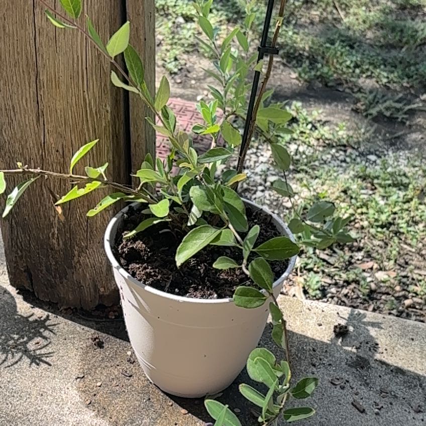 Photo of the plant species Coral Honeysuckle by @PerfectDaisy59 named Fernie Mercury on Greg, the plant care app