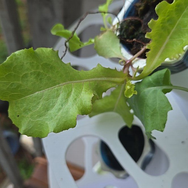 Photo of the plant species Garden Lettuce by @SnappyGrass96 named Kylie on Greg, the plant care app