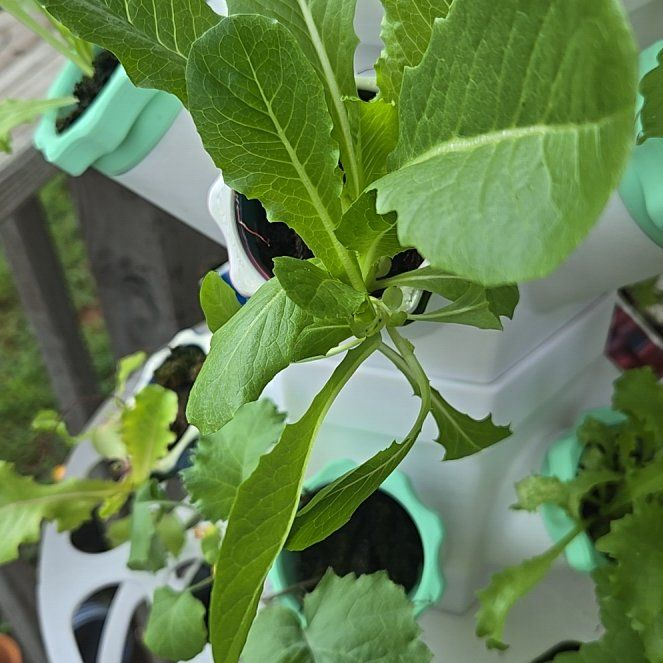 Photo of the plant species Garden Lettuce by @SnappyGrass96 named Daphne on Greg, the plant care app