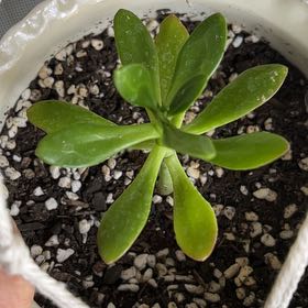 Photo of the plant species Tree Stonecrop by @HappyGrowLucky named Jada on Greg, the plant care app