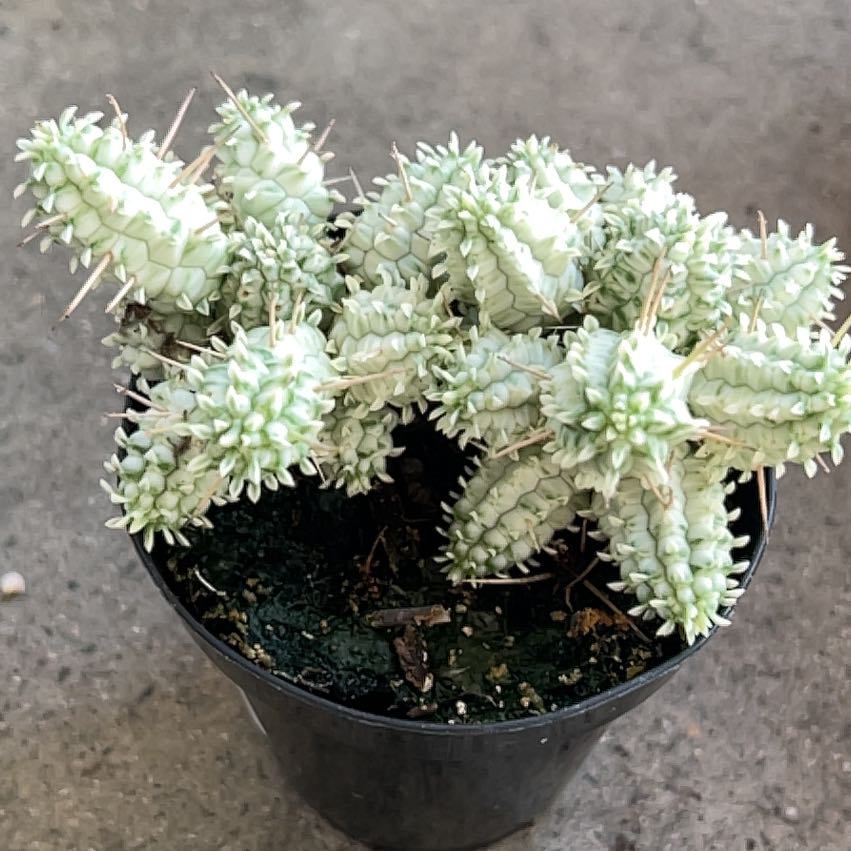 Photo of the plant species Variegated Corncob Cactus by @HappyGrowLucky named Austen on Greg, the plant care app