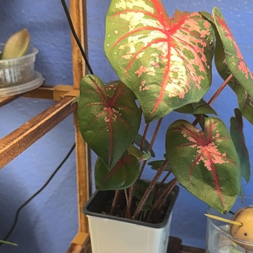 Photo of the plant species Angel Wings by @PrimaryTarbush named Coco on Greg, the plant care app