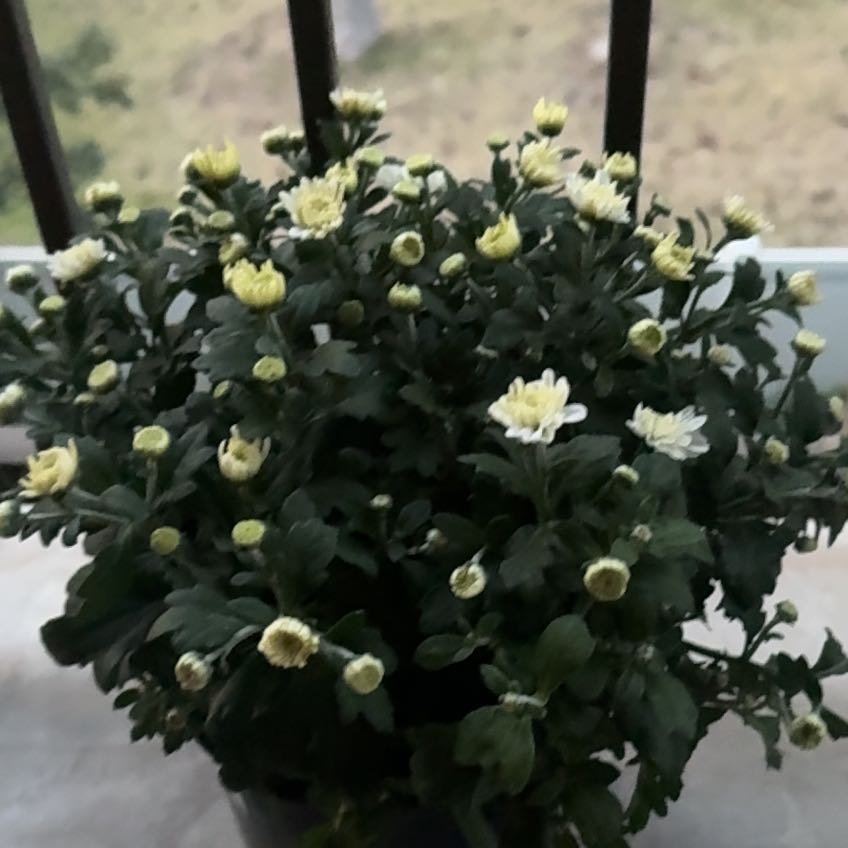 Photo of the plant species Feverfew by @RadChisme14 named Nacho Varga on Greg, the plant care app