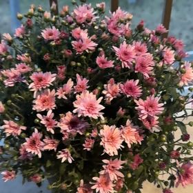 Photo of the plant species Giant Crego Aster by @RadChisme14 named Jesse Pinkman on Greg, the plant care app